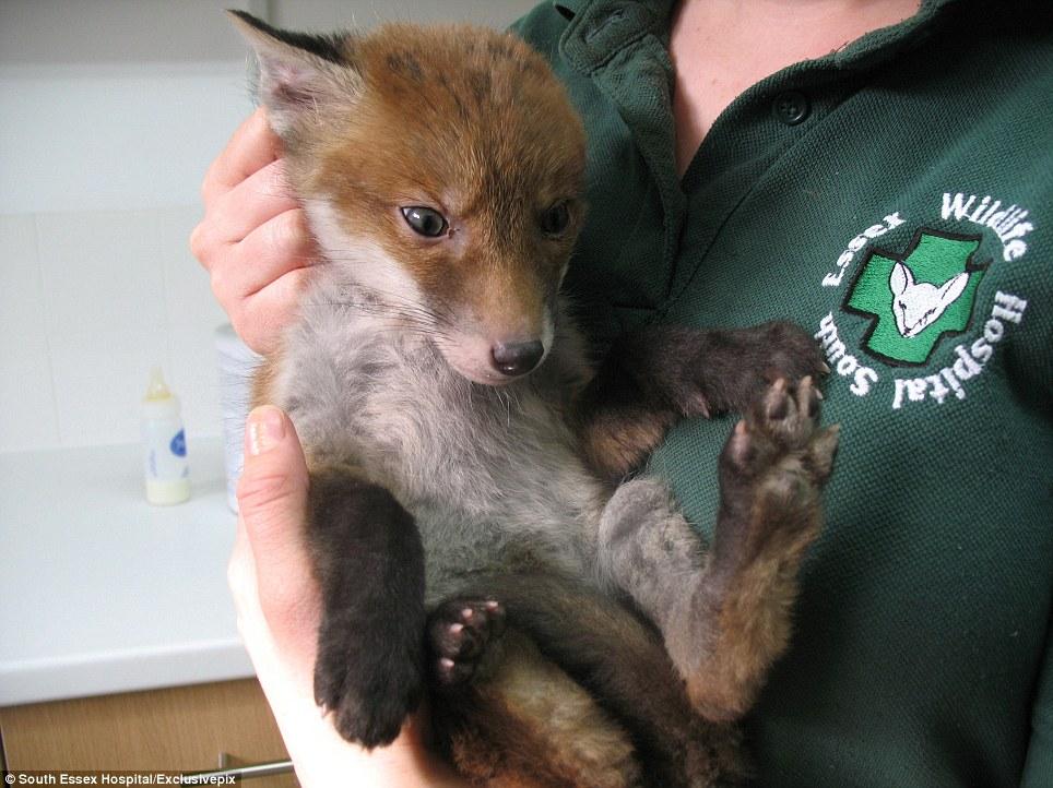 clean and treated fox