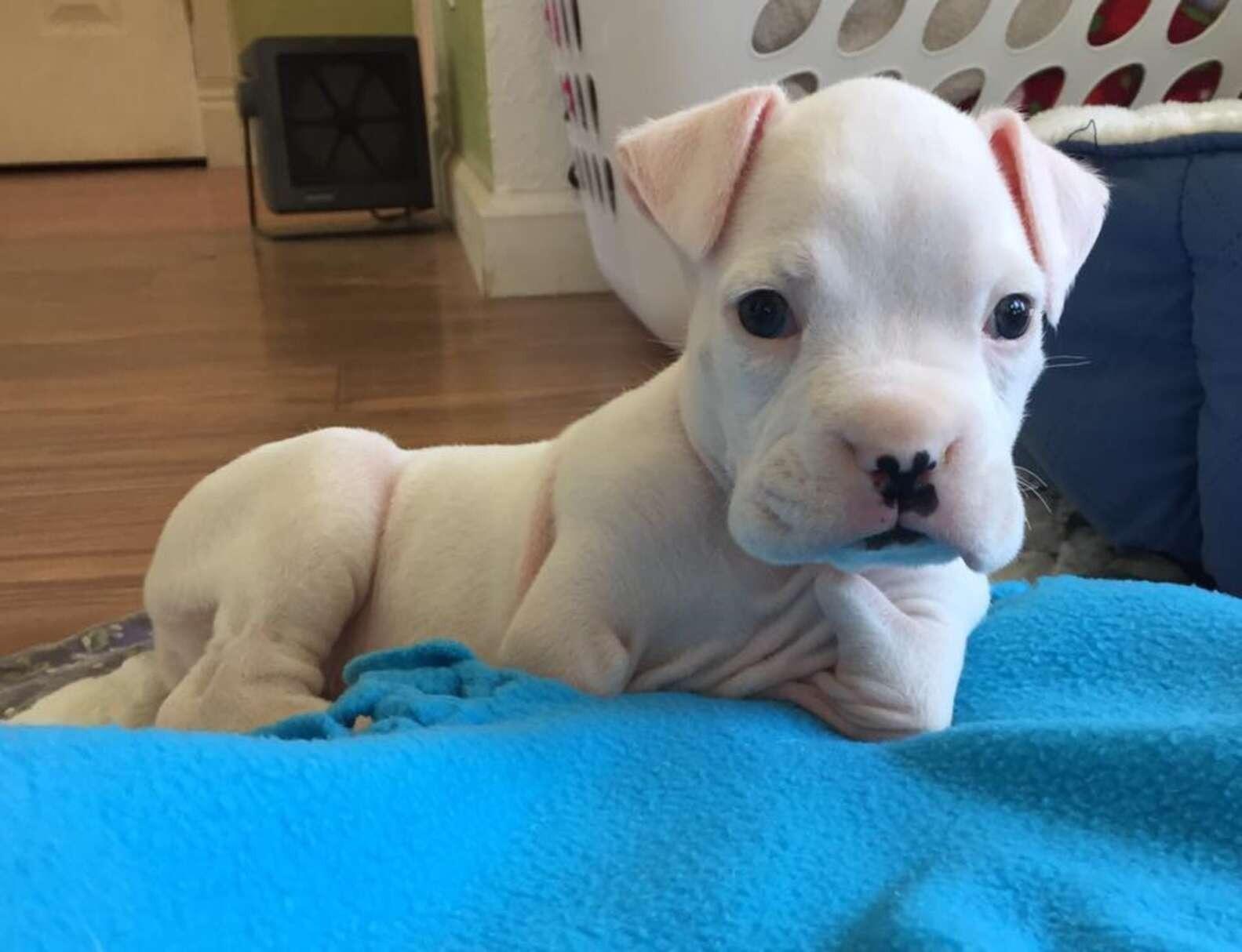 cute nubby as a pup