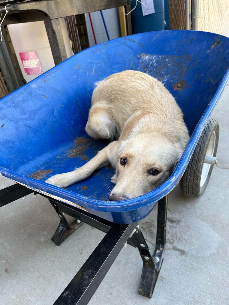 darla in her wheelbarrow