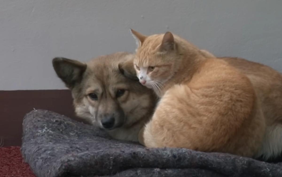 dog and cat waiting together