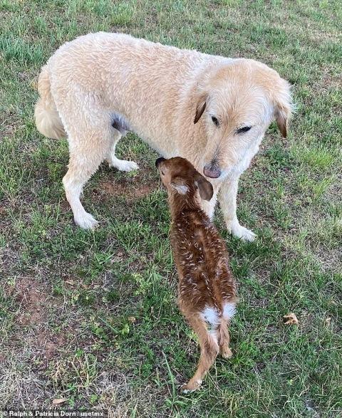 harley taking care of the fawn