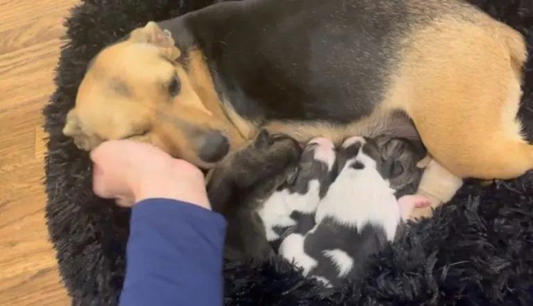 kerry loves to be pet while nursing her pups