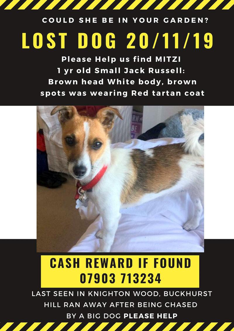 mitzi lost dog poster