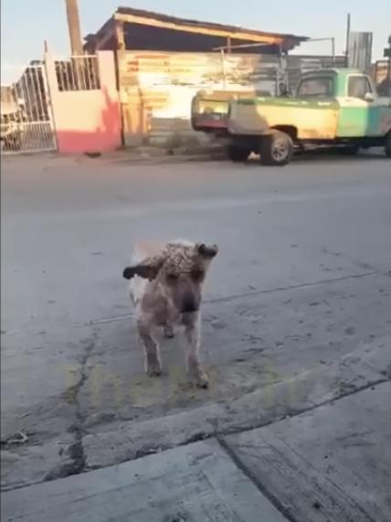 pobrecito was found alone in the street