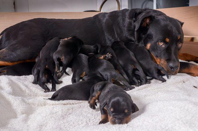 proud mama jessie with her puppies