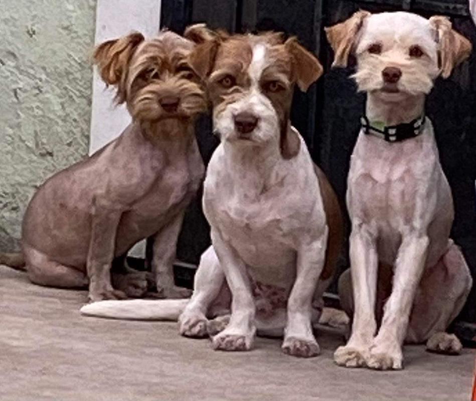 pup trio cleanly shaved