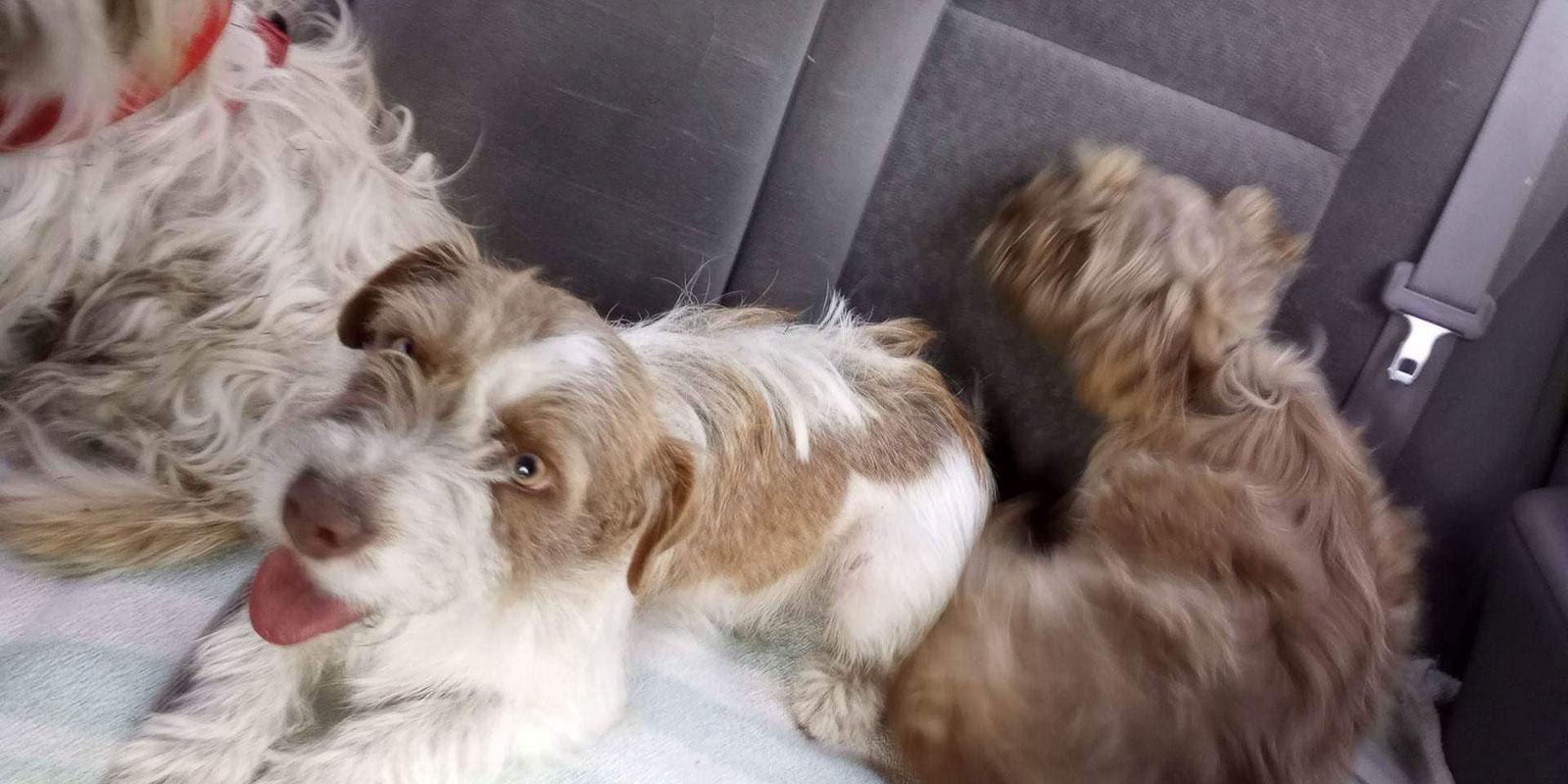 pup trio rescued in the car