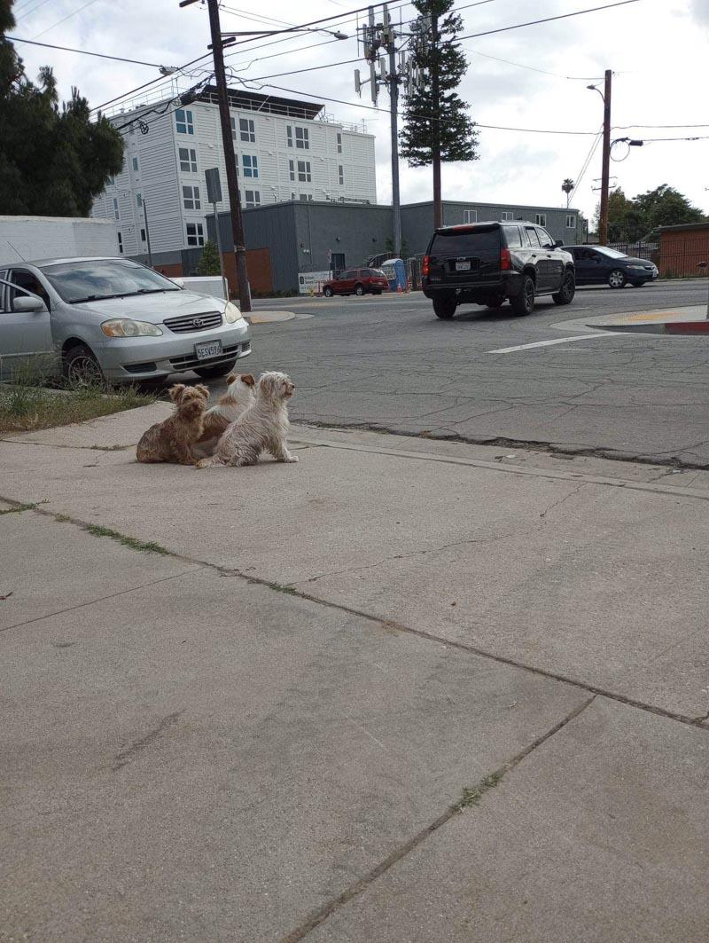 pup trio sticking together in the street