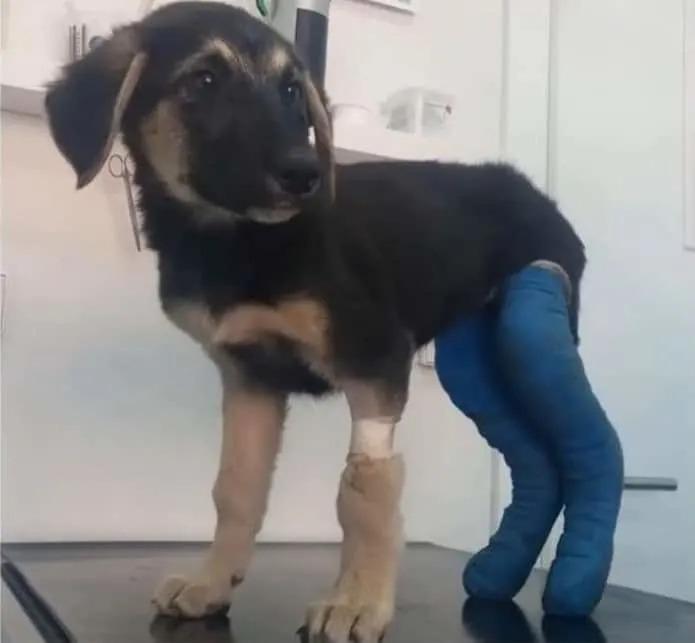 puppy with two legs in bandage