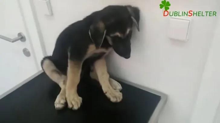 scared puppy at the vet