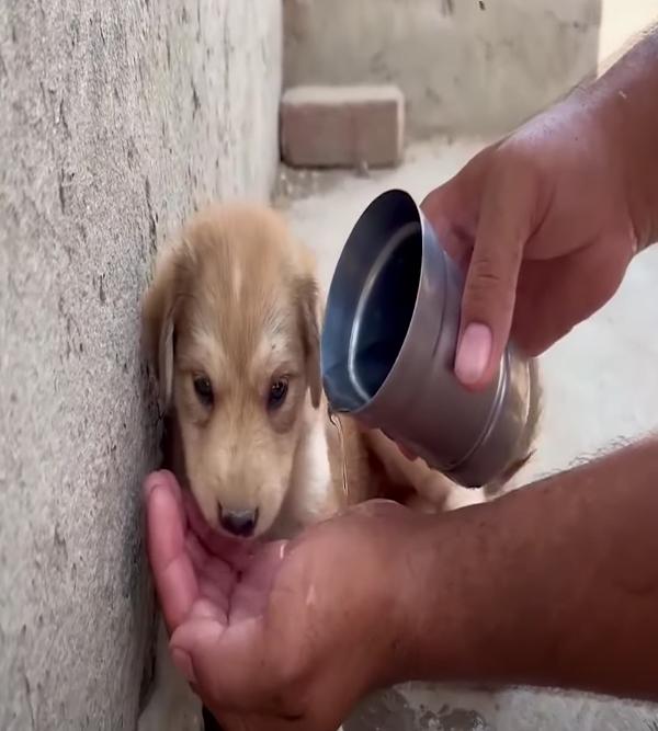 small pup drinks water at construction site