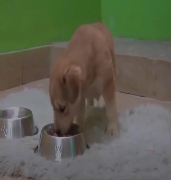 small pup finally gets out to eat food
