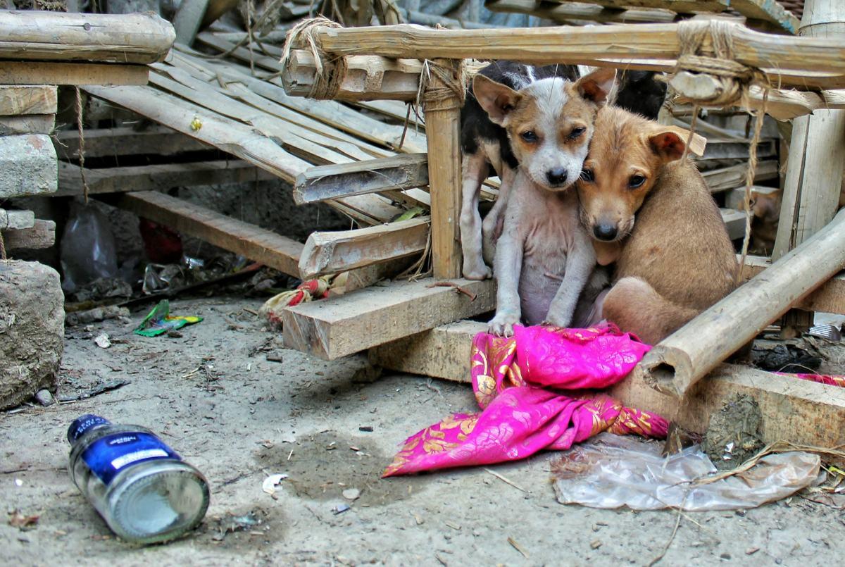 stray dogs living trying to survive