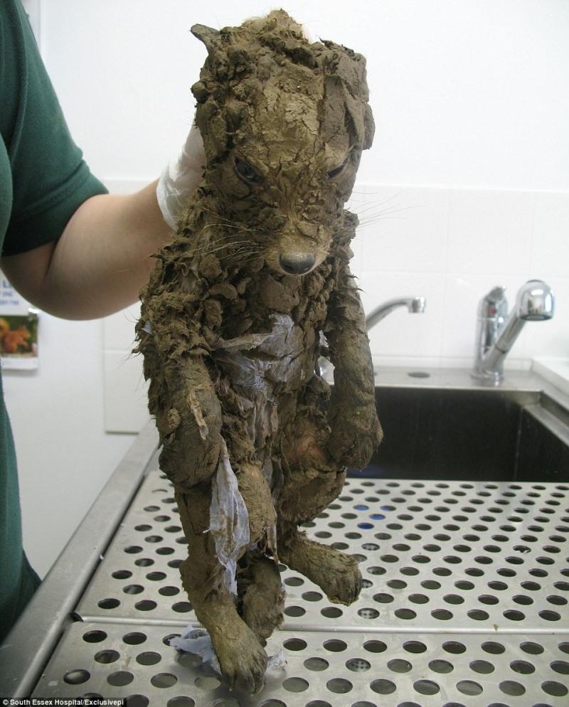 supposed puppy when rescued from the muddy pit
