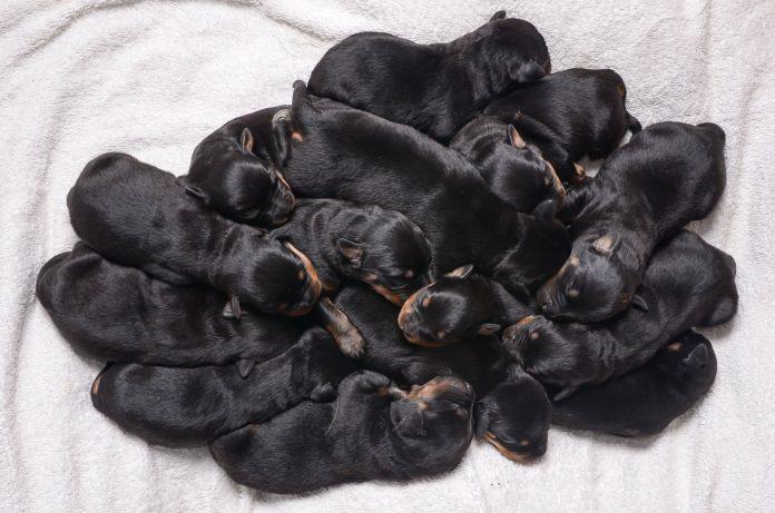 the fifteen rottweiler pups