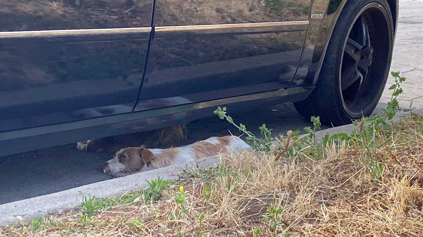 three pups hiding under a car