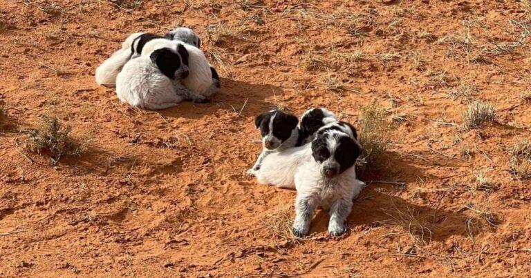 13 Puppies Rescued Just in Time From Arizona Desert