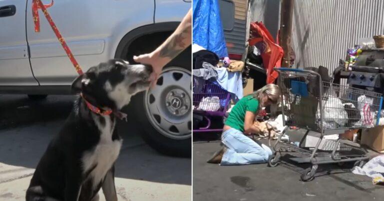 Abandoned Dog Rescue Uncovers Another Soul in Need