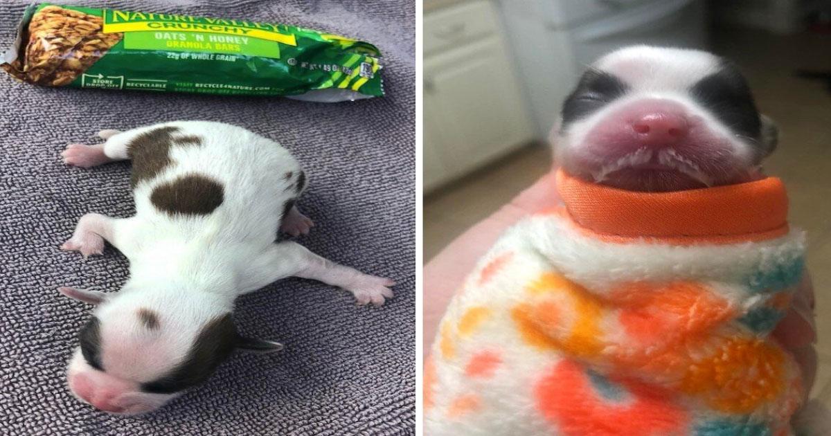 Abandoned Granola Bar Sized Pup Defies All Odds And Survives