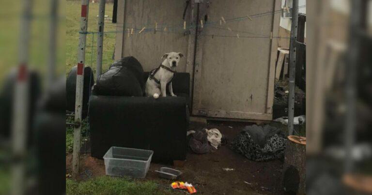 Abandonned Dog Waits In The Rain Hoping For His Owner To Return