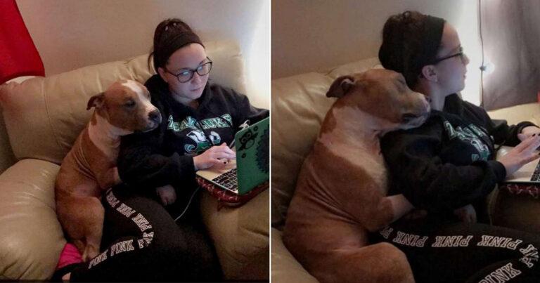 Adopted Dog Is So Grateful He Can't Stop Cuddling His Mom