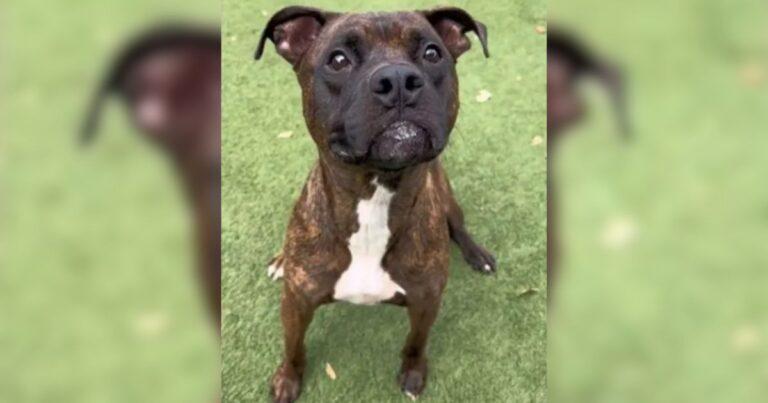 Beloved Pittie Was Sadly Places In A Shelter After Owner Lost Her Home