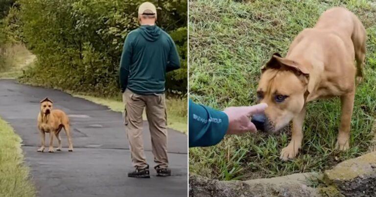 Couple's Year-Long Rescue Mission Brings Smiles To Real-Life Scooby Doo