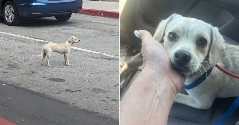 Devoted Dog Spends 10 Days Outside Hospital Hoping For Deceased Owner’s Return