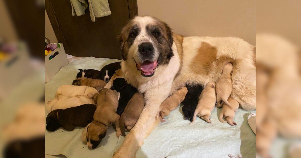 Dog Mom Adopts 6 More Puppies, Ending Up with 17