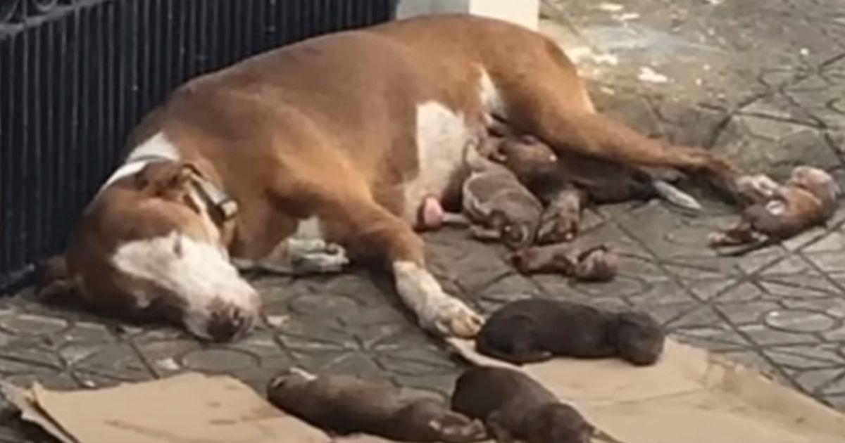 Dog Mom Gives Birth On The Streets And Gets Rescued With Pups Just In Time