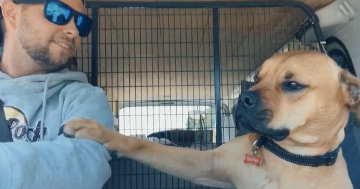 Dog Never Lets Go Of Dad's Hand, Afraid Of Being Left Again