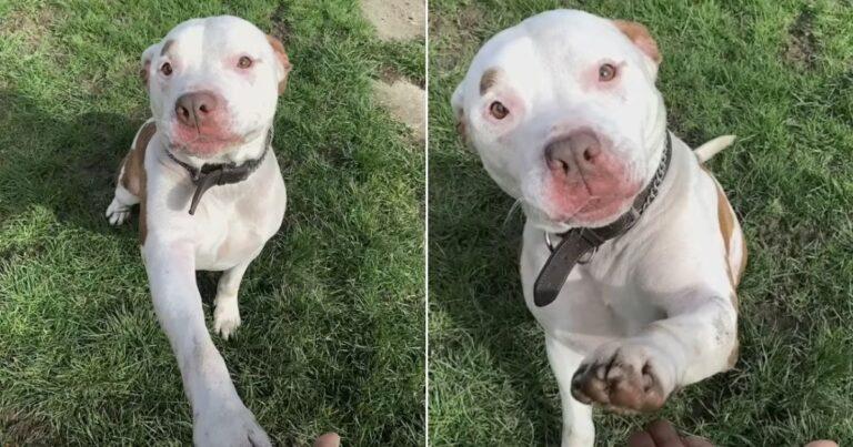 Dog Was Dumped By His Family Because They No Longer Wanted Him