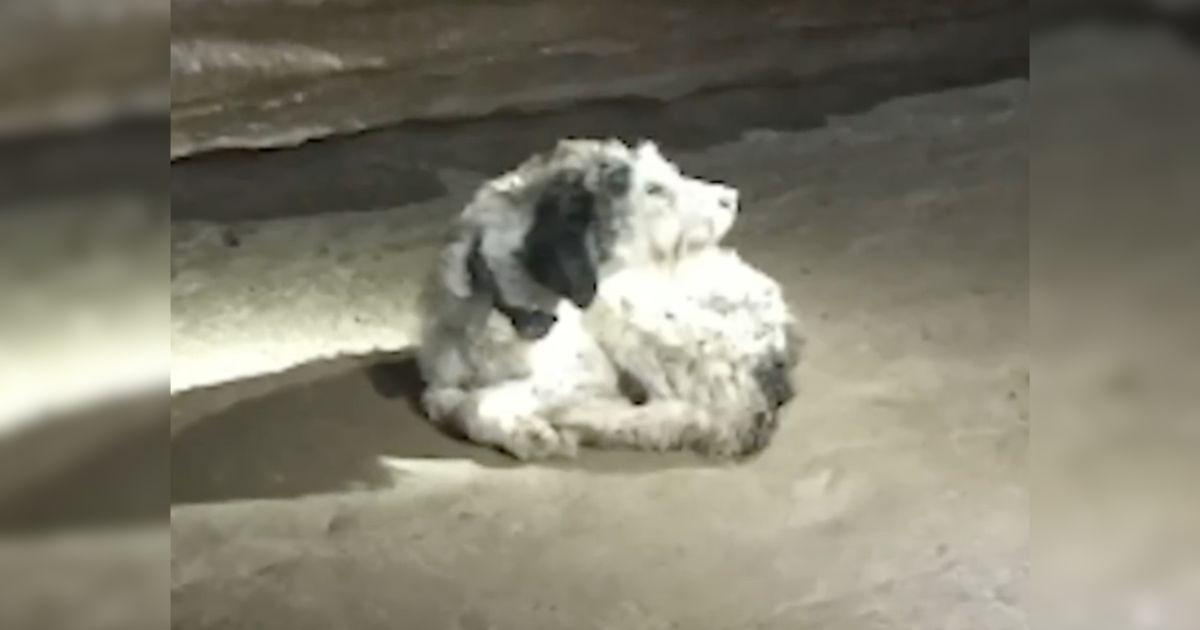 Family Reunited with Missing Dog Found in Cave After Two Months