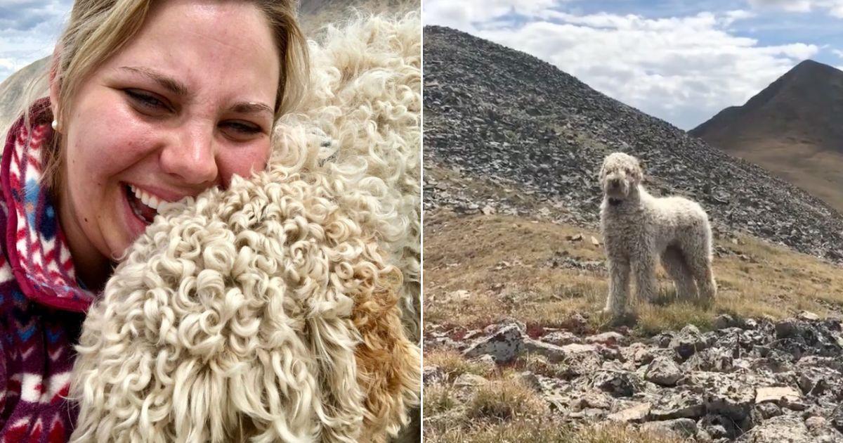 Goldendoodle Found Alive Three Weeks After Surviving Car Crash