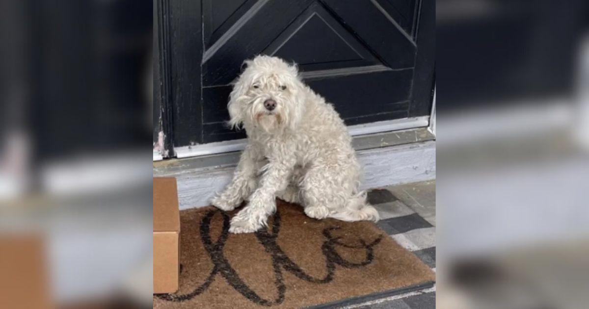 Homeless Pup Finds His Forever Family On Un Unexpected Porch