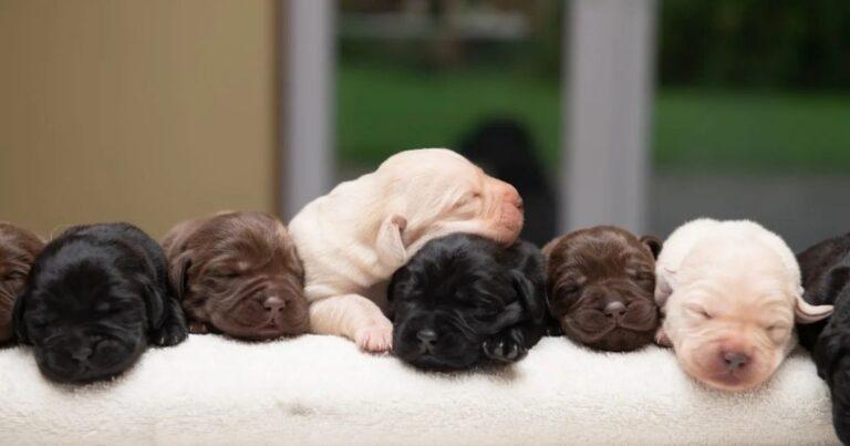 Labrador Retriever Mom Delivers An Exceptionally Unique Litter