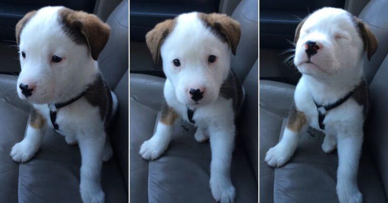 Little Puppy’s Adorable Reaction to First Hiccups Will Make You Smile