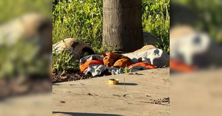 Little Stray Puppy Takes Refuge At Construction Site Waiting For His Forever Family