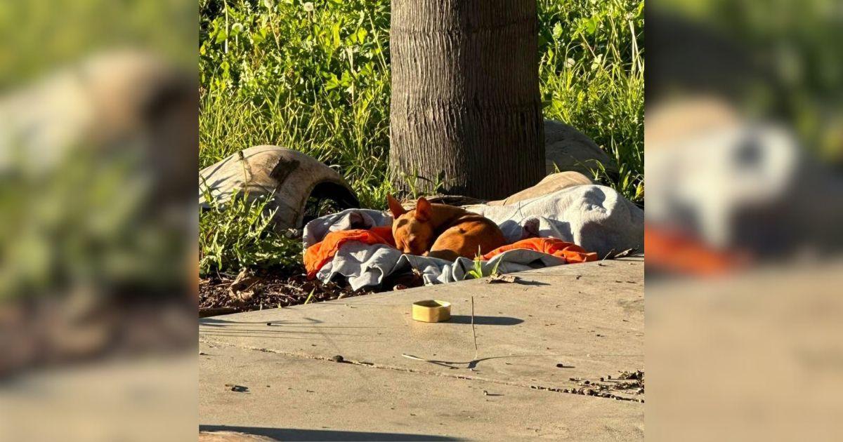 Little Stray Puppy Takes Refuge At Construction Site Waiting For His Forever Family