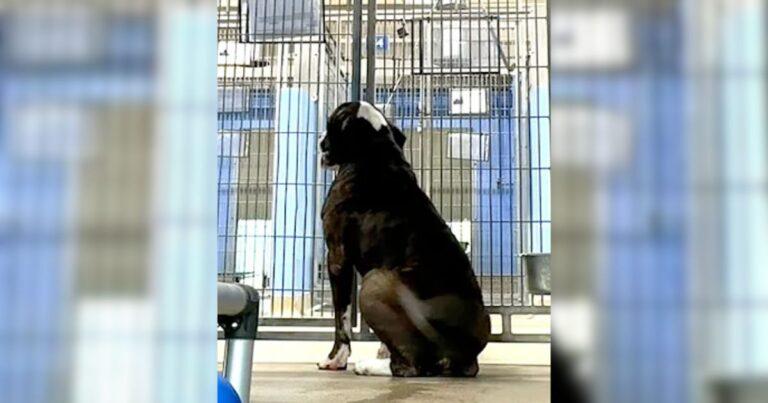 Lonely Pup Watches Fellow Dogs Get Adopted While He Waits In His Kennel