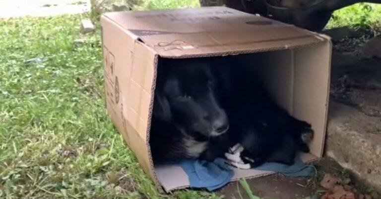 Mama Dog And Her Pups Swap Cardboard Box For Shelter's Warmth