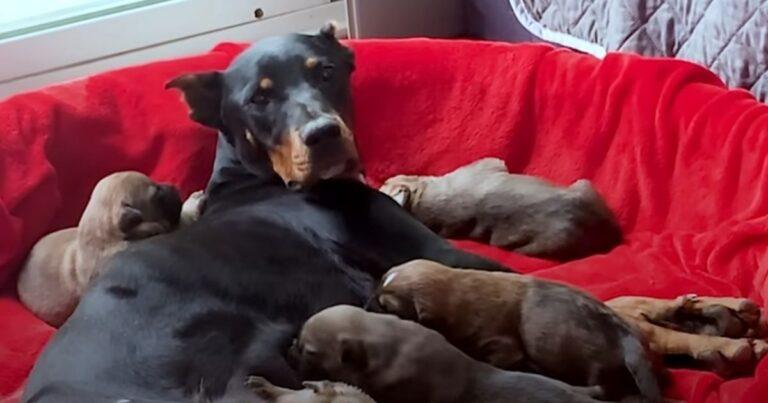 Mama Dog Growls Fade As She Realizes She's Being Helped