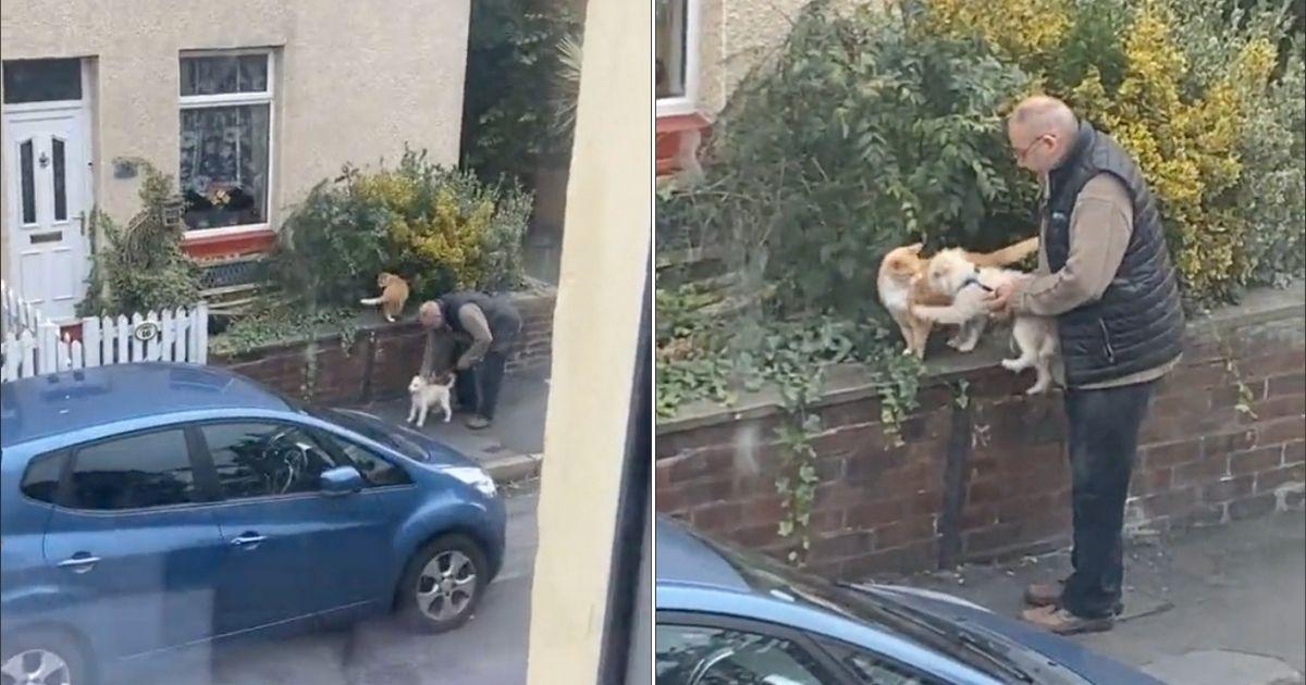 Man Helps Dog Befriend Cat In Adorable Moment Caught On Camera