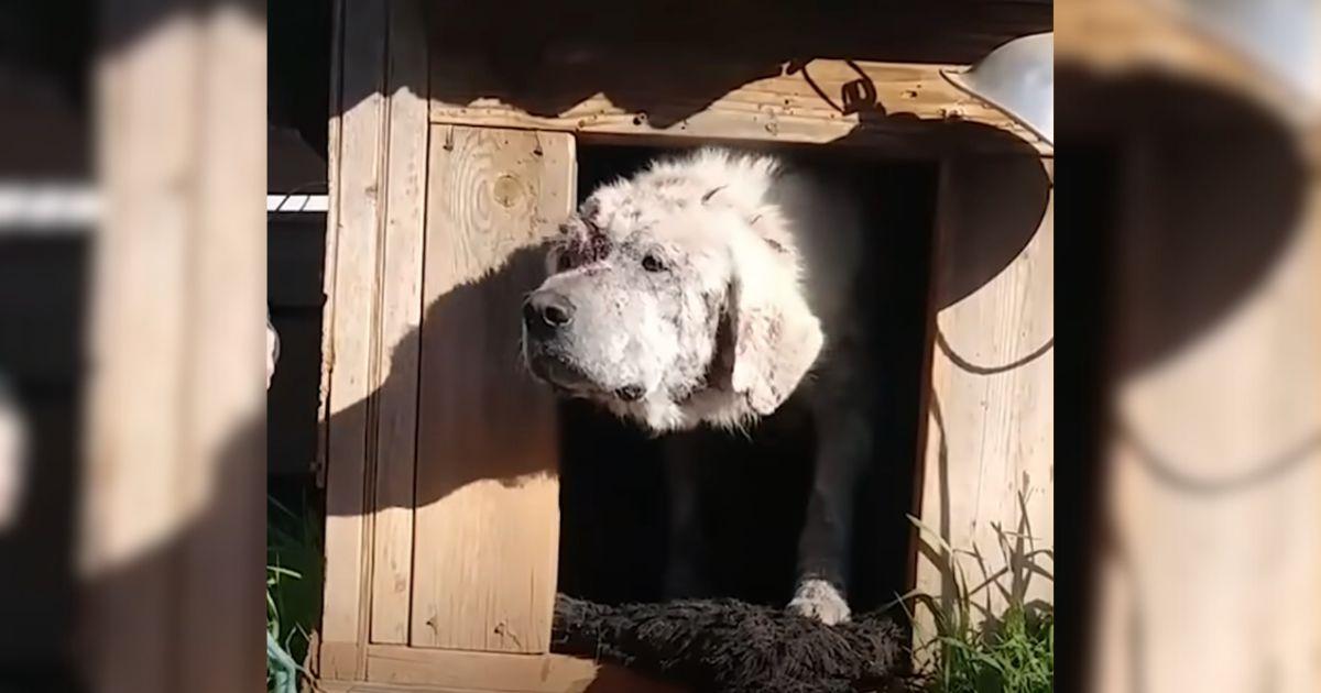 Neglected Dog Left Alone in A Doghouse Finds Joy With New Mom