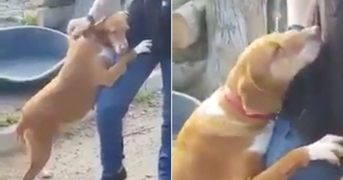 News Reporter Melts At A Shelter As Dog’s Hug Wins His Heart