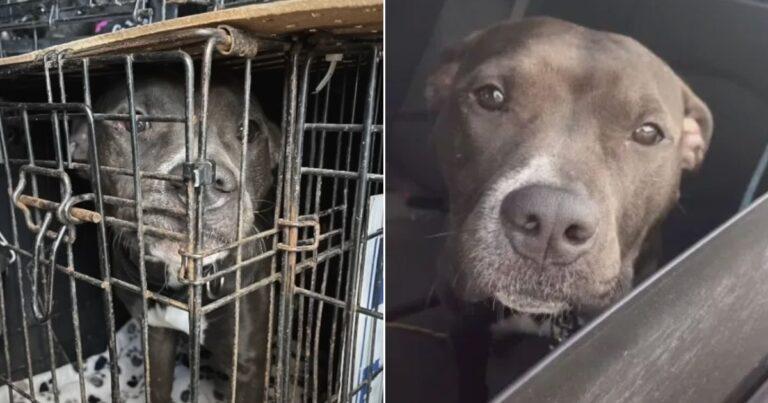 Pittie That Had To Be Euthanized For Barking At Another Dog Gets A New Start