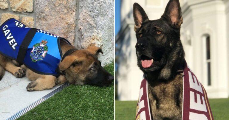 Police Dog Fired For Being Too Friendly Thrives In His New Position