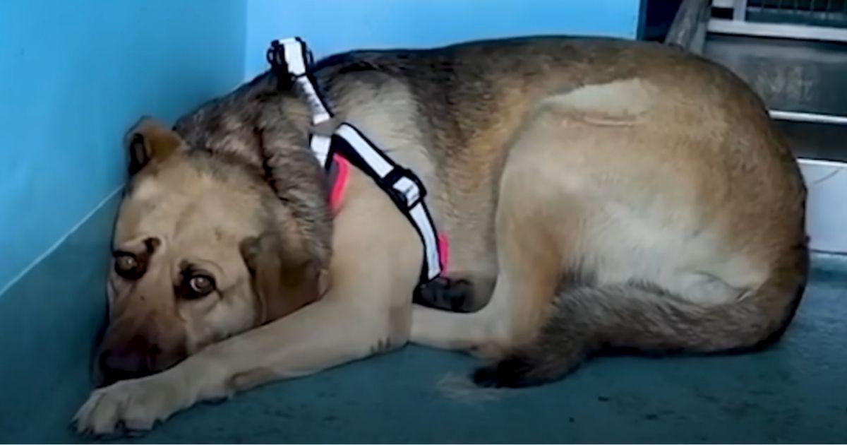 Rescued Dog Awaits In Her Lonely Corner Until Her Perfect Match Comes Along