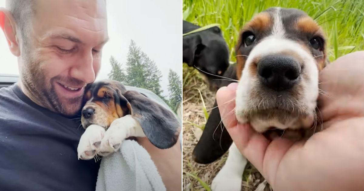 Rescuer Can't Believe Condition Of Scared Puppy After Rescue