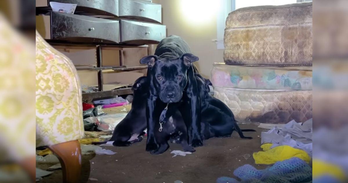 Rescuers Save Stray Mama Dog And Her Pups From Abandoned House